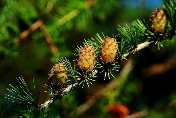 Bachblüten Lärche