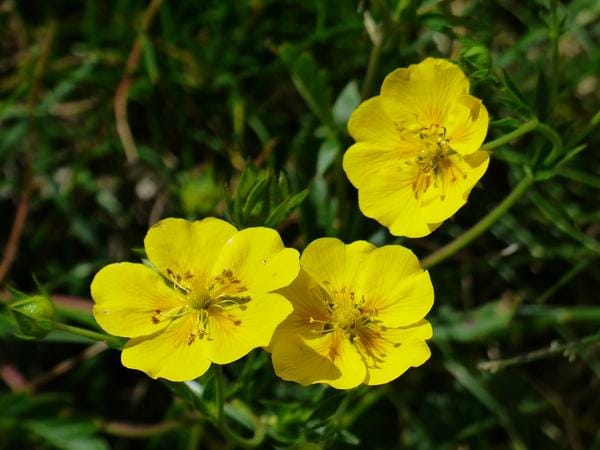 Bachblüten Roke Rose oder Helianthemum