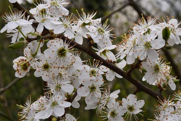 Bachblüten Prunus