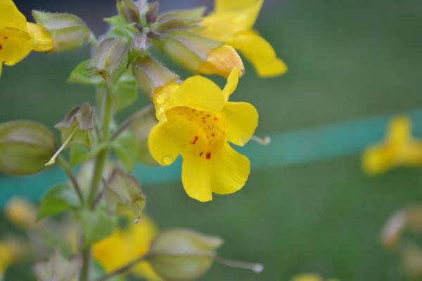 Die 38 Blumen von Doktor Bach, um sich von emotionalen Belastungen zu befreien