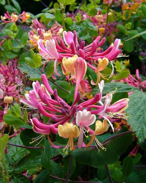 Bachblüten Geißblatt