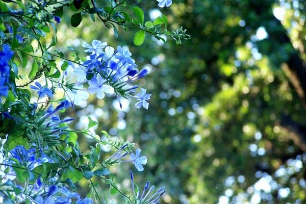 Bachblüten Plumbago