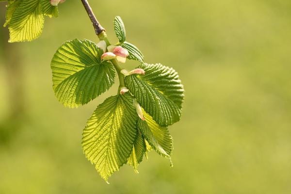 Bach-Ulmenblüten-Heilmittel