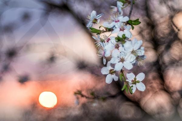 Die 38 Blumen von Doktor Bach, um sich von emotionalen Belastungen zu befreien