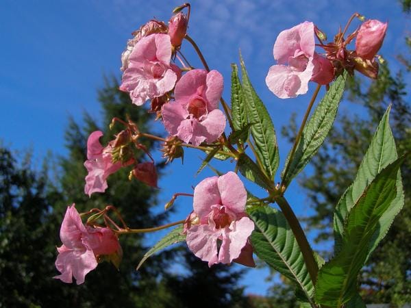 Bachblütenmittel Impatiens