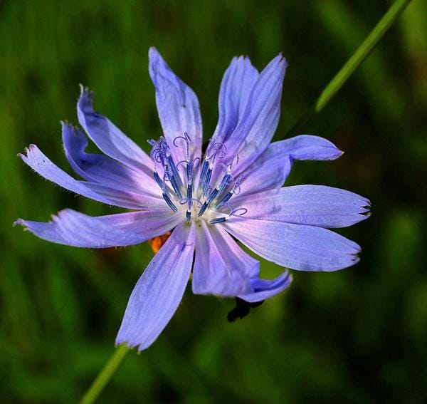 Die 38 Blumen von Doktor Bach, um sich von emotionalen Belastungen zu befreien