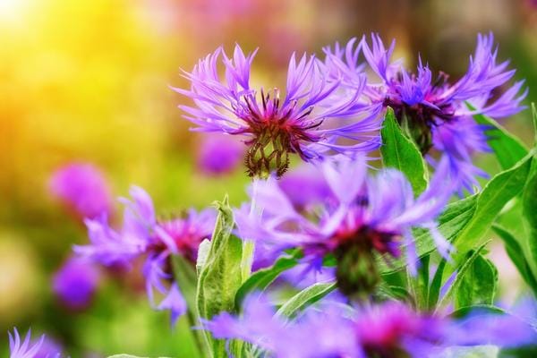 Tausendgüldenkraut-Mittel gegen Bachblüten