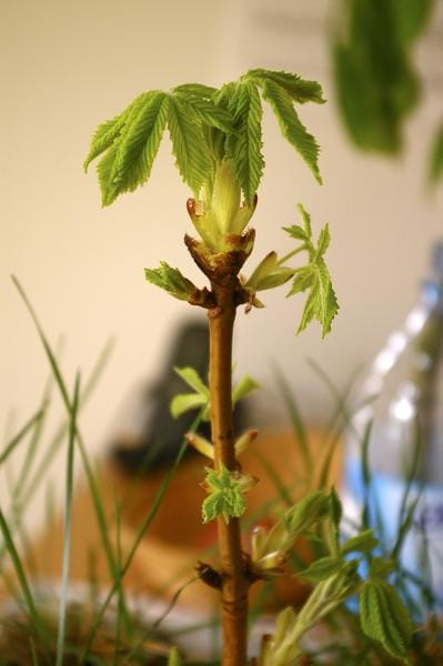 Die 38 Blumen von Doktor Bach, um sich von emotionalen Belastungen zu befreien