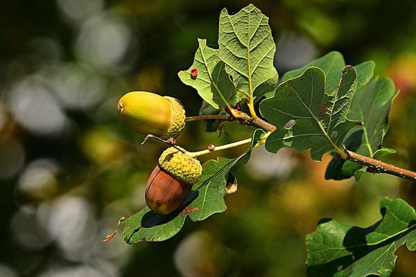 Die 38 Blumen von Doktor Bach, um sich von emotionalen Belastungen zu befreien