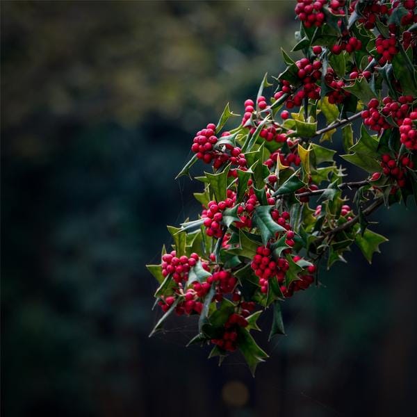 Bach-Stechpalmenblüten-Heilmittel