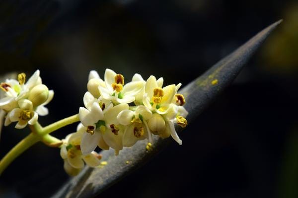 Bachblüten Olivenblüten