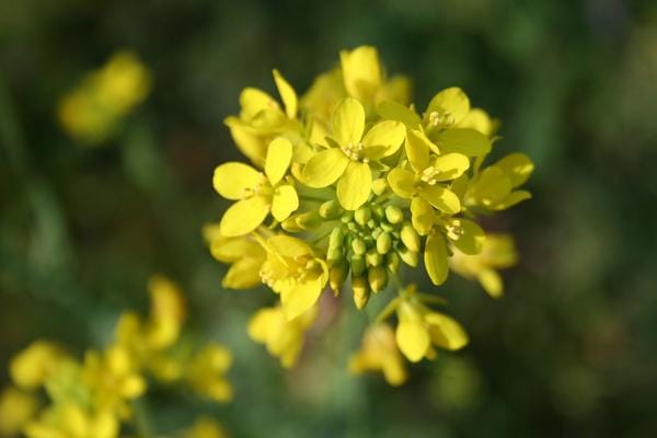 Die 38 Blumen von Doktor Bach, um sich von emotionalen Belastungen zu befreien