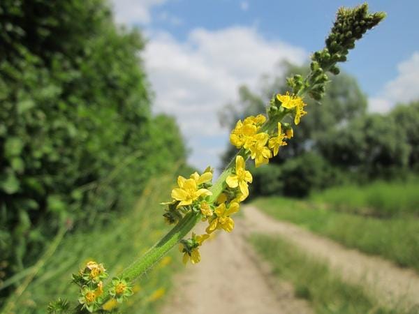 Bachblüten Agrimony