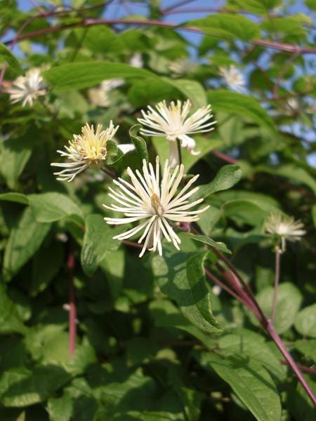 Clematis-Bachblüten-Heilmittel